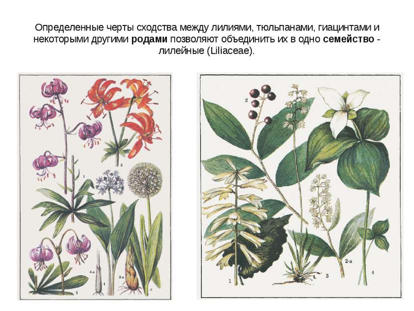 Определенные черты сходства между лилиями, тюльпанами, гиацинтами и некоторым...