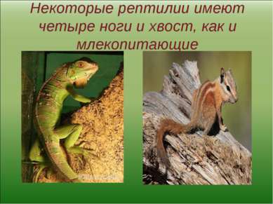 Некоторые рептилии имеют четыре ноги и хвост, как и млекопитающие