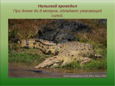Нильский крокодил При длине до 8 метров, обладает ужасающей силой.