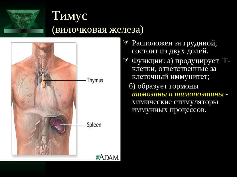 Тимус (вилочковая железа) Расположен за грудиной, состоит из двух долей. Функ...
