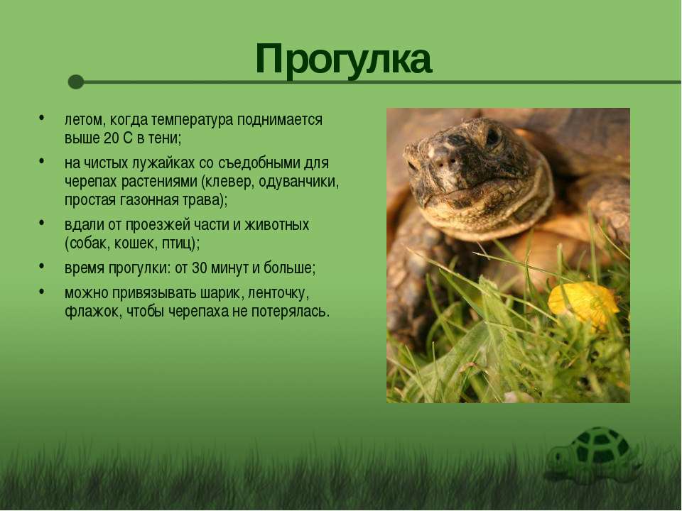Признаки класса черепахи. Проект домашнее животное черепашка. Пресноводные черепахи презентация. Сухопутные черепахи характеристика. Тип черепахи в биологии.