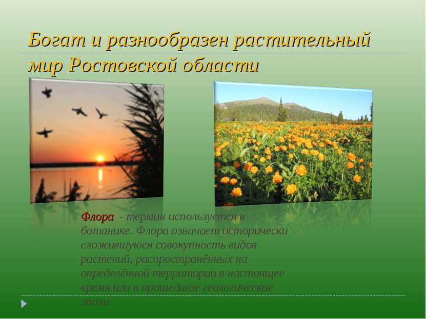Богат и разнообразен растительный мир Ростовской области Флора  - термин испо...
