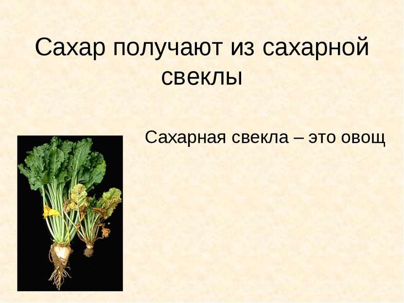 Сахар получают из сахарной свеклы Сахарная свекла – это овощ