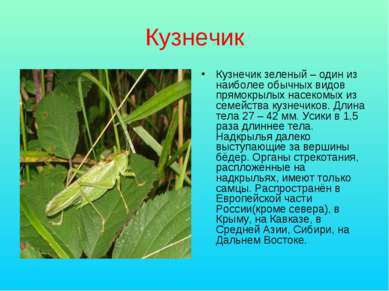 Кузнечик Кузнечик зеленый – один из наиболее обычных видов прямокрылых насеко...
