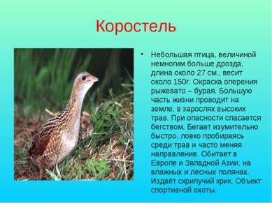 Коростель Небольшая птица, величиной немногим больше дрозда, длина около 27 с...
