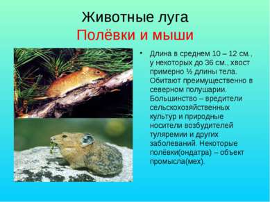 Животные луга Полёвки и мыши Длина в среднем 10 – 12 см., у некоторых до 36 с...