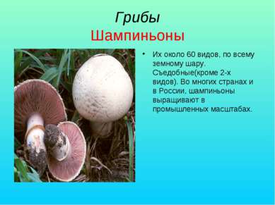 Грибы Шампиньоны Их около 60 видов, по всему земному шару. Съедобные(кроме 2-...