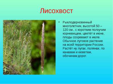 Лисохвост Рыхлодерновинный многолетник, высотой 50 – 120 см., с коротким полз...