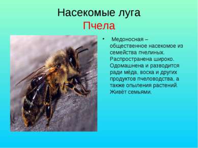 Насекомые луга Пчела Медоносная – общественное насекомое из семейства пчелины...