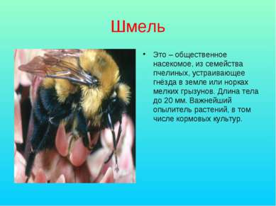Шмель Это – общественное насекомое, из семейства пчелиных, устраивающее гнёзд...