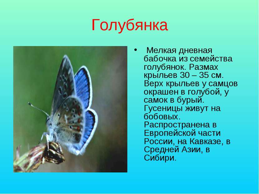 Голубянка Мелкая дневная бабочка из семейства голубянок. Размах крыльев 30 – ...