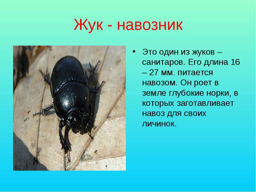 Жук - навозник Это один из жуков – санитаров. Его длина 16 – 27 мм. питается ...
