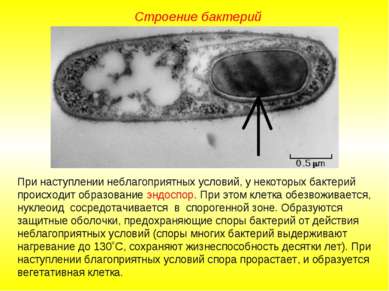 Строение бактерий При наступлении неблагоприятных условий, у некоторых бактер...