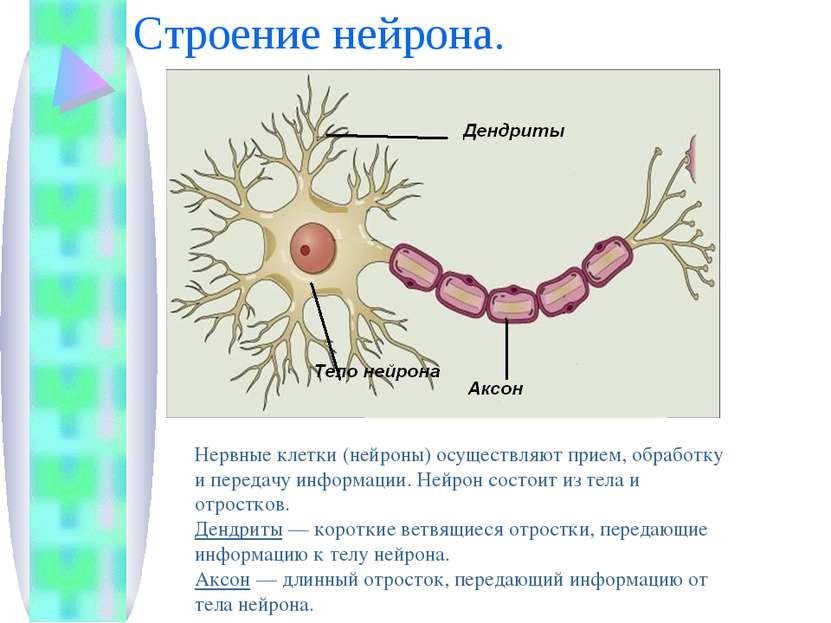 Строение нейрона. Нервные клетки (нейроны) осуществляют прием, обработку и пе...