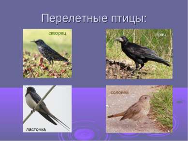 Перелетные птицы:
