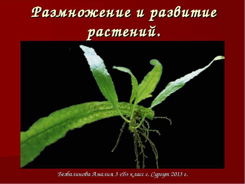 Размножение и развитие растений. Безбалинова Амалия 3 «Б» класс г. Сургут 201...