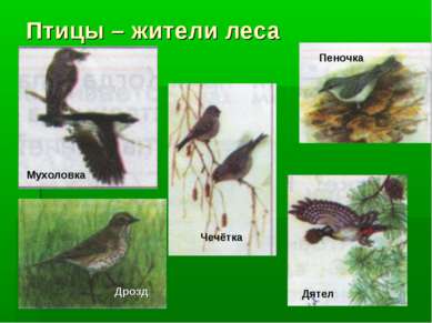 Птицы – жители леса Чечётка Дятел Пеночка Дрозд Мухоловка