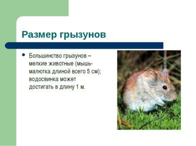 Размер грызунов Большинство грызунов – мелкие животные (мышь-малютка длиной в...