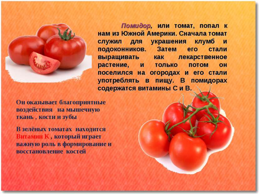 Помидор, или томат, попал к нам из Южной Америки. Сначала томат служил для ук...