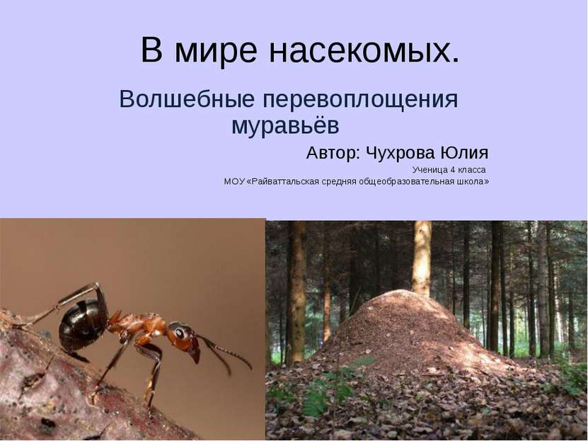 В мире насекомых. Волшебные перевоплощения муравьёв Автор: Чухрова Юлия Учени...