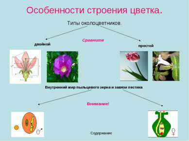 Особенности строения цветка. Типы околоцветников. Содержание двойной простой ...