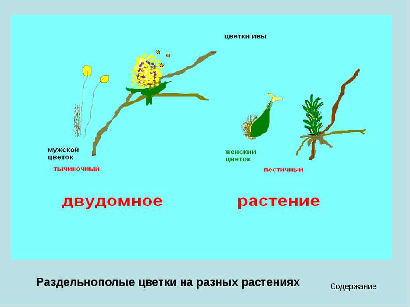 Содержание Раздельнополые цветки на разных растениях