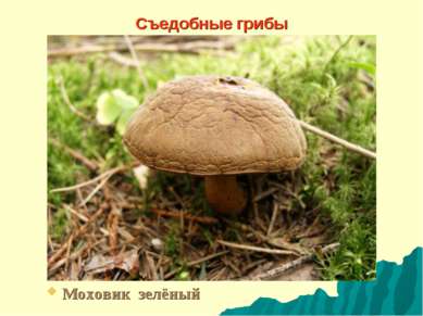 Съедобные грибы Моховик зелёный