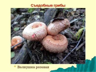Съедобные грибы Волнушка розовая