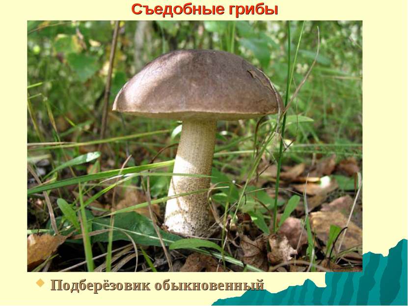 Съедобные грибы Подберёзовик обыкновенный