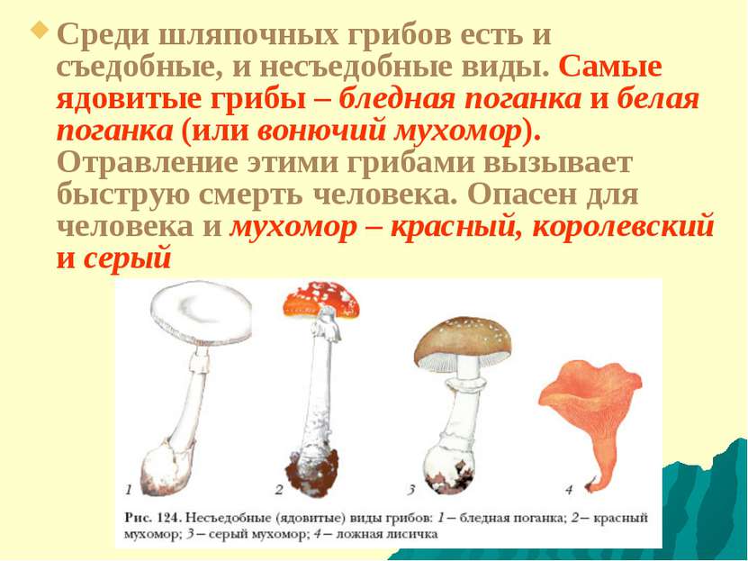 Среди шляпочных грибов есть и съедобные, и несъедобные виды. Самые ядовитые г...