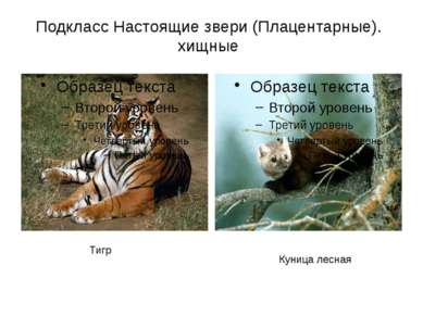 Подкласс Настоящие звери (Плацентарные). хищные Тигр Куница лесная