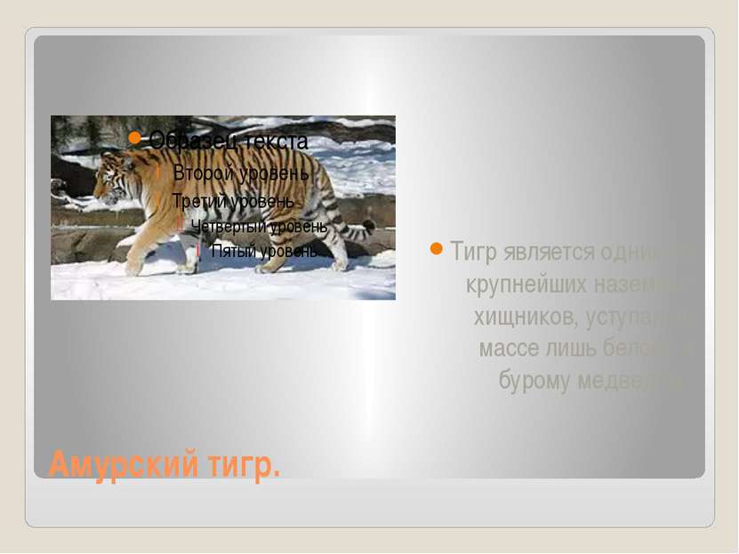 Амурский тигр. Тигр является одним из крупнейших наземных хищников, уступая п...