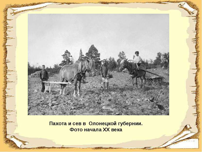 Пахота и сев в Олонецкой губернии. Фото начала XX века