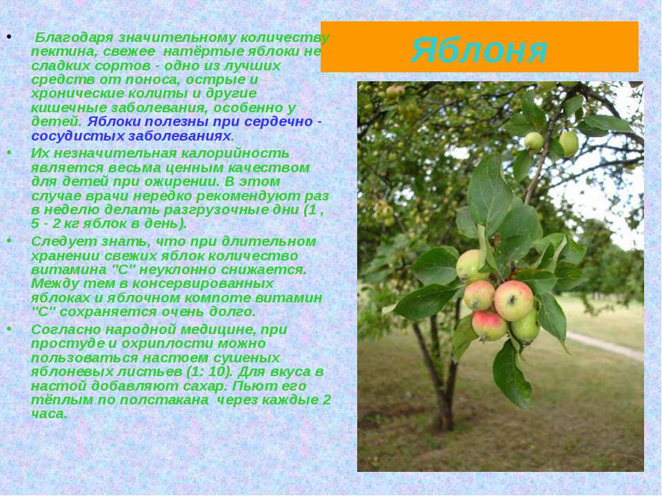 Яблоня относится к растениям. Проект про яблоню. Доклад про яблоню. Проект на тему яблоня. Яблоня описание для детей.