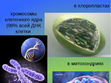 Местонахождение в клетке ДНК хромосомы клеточного ядра (99% всей ДНК клетки в...