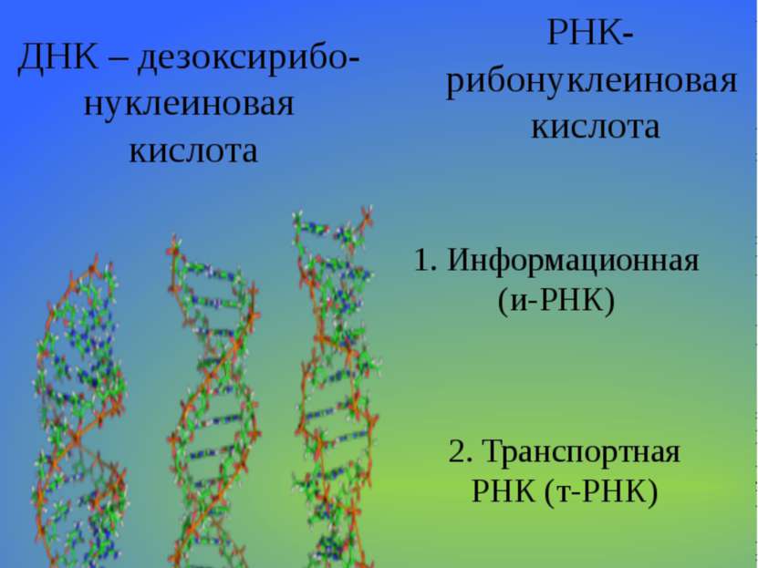 Нуклеиновые кислоты ДНК – дезоксирибо-нуклеиновая кислота РНК- рибонуклеинова...