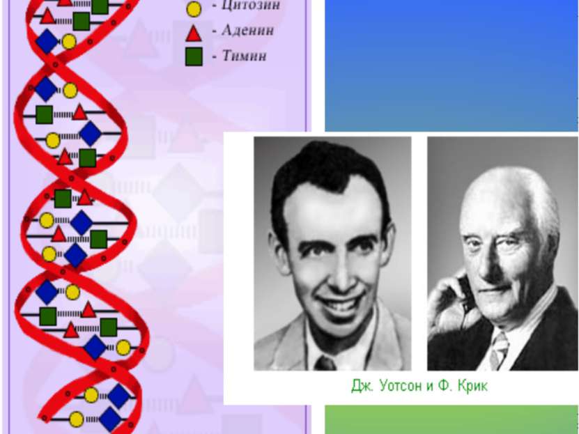 1953 г. – создание модели ДНК Модель ДНК
