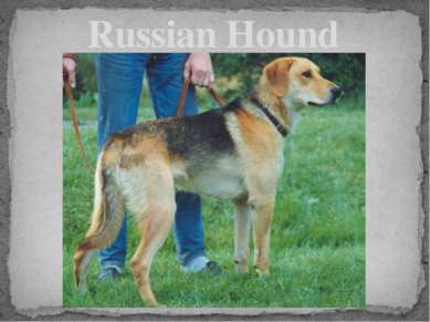 Russian Hound