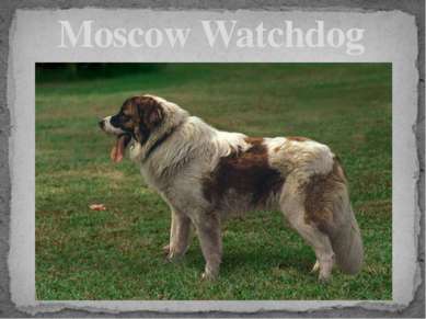 Moscow Watchdog