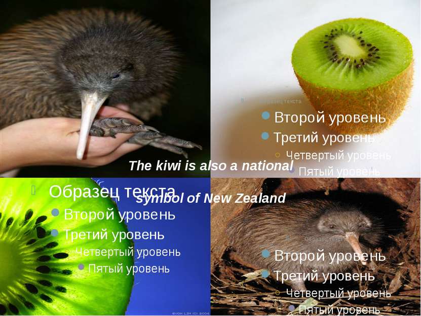 The kiwi is also a national symbol of New Zealand