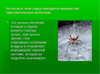 На ногах и теле паука находится множество чувствительных волосков. Это органы...
