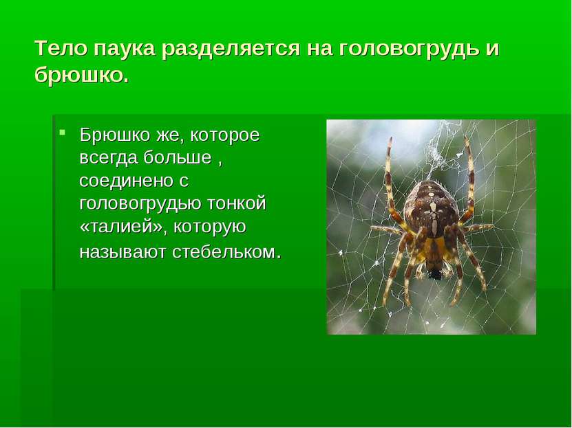 Тело паука разделяется на головогрудь и брюшко. Брюшко же, которое всегда бол...