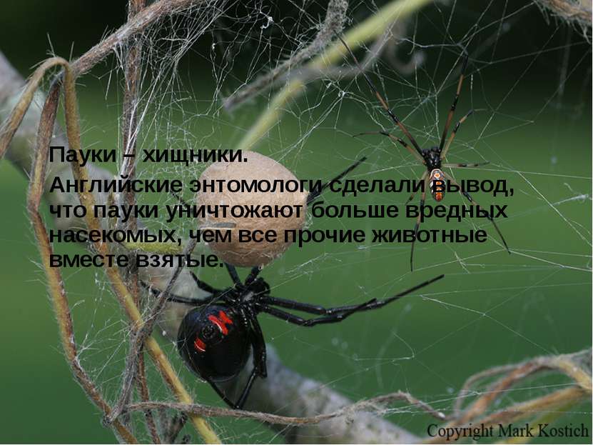 Пауки – хищники. Английские энтомологи сделали вывод, что пауки уничтожают бо...