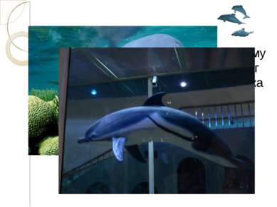 Длина дельфина 3 м 60 см. Чему равна его масса, если она на 1400 кг меньше, ч...