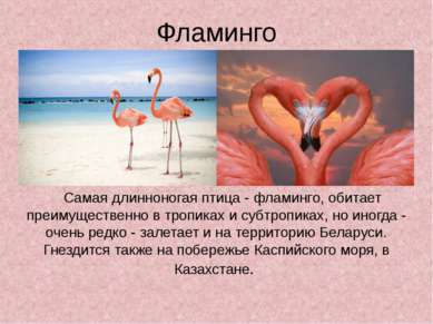 Фламинго Самая длинноногая птица - фламинго, обитает преимущественно в тропик...