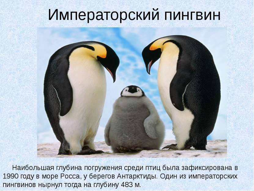 Императорский пингвин Наибольшая глубина погружения среди птиц была зафиксиро...
