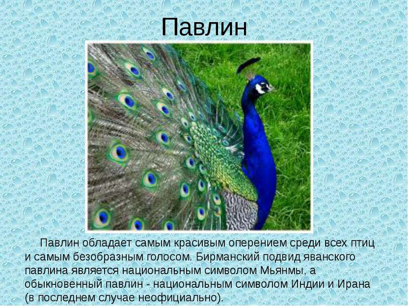Павлин Павлин обладает самым красивым оперением среди всех птиц и самым безоб...