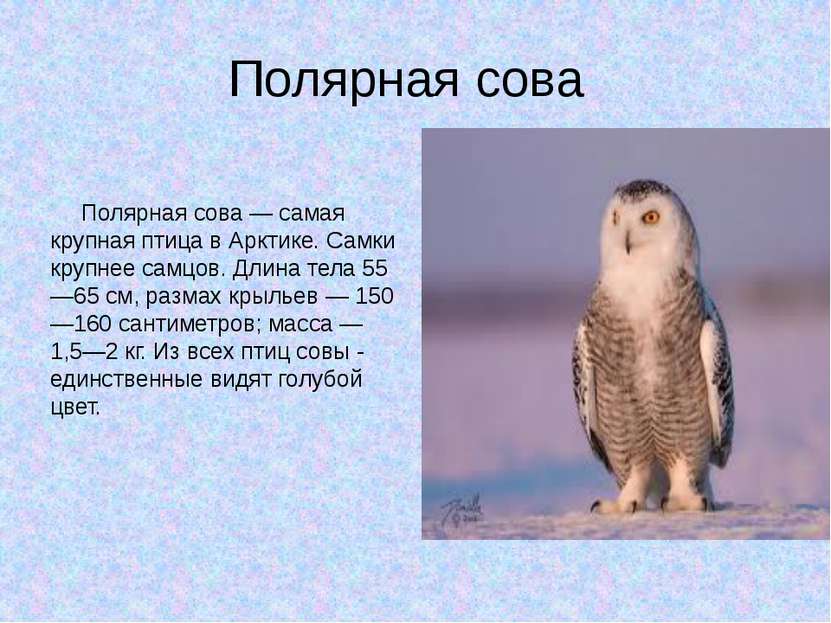 Полярная сова Полярная сова — самая крупная птица в Арктике. Самки крупнее са...