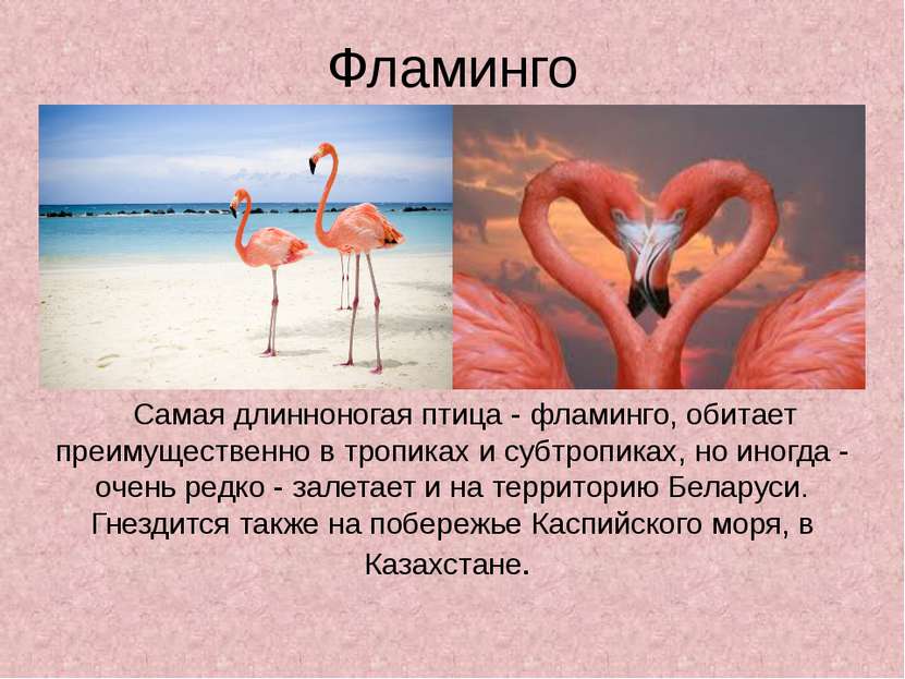Фламинго Самая длинноногая птица - фламинго, обитает преимущественно в тропик...