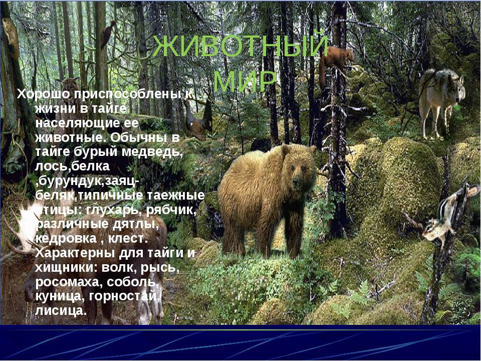 Как приспособились к жизни медведи. Животный мир тайги. Презентация на тему Тайга. Сообщение о животных тайги. Животные живут в тайгу.